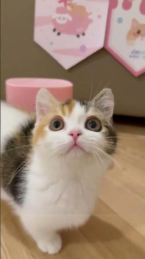 I Raised a TALKING TOY?! 😹 This Calico Kitten is the Cutest Alarm Clock!