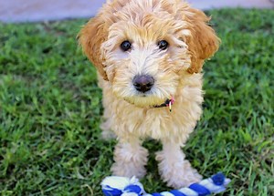 Understanding Labradoodle Health Problems: Common Issues and How to Address Them - Petful