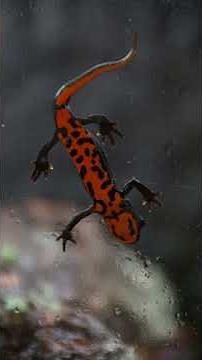 Chinese Fire Bellied Newt #animalfacts #animals #firebelliednewt #salamander #newt #herpetology