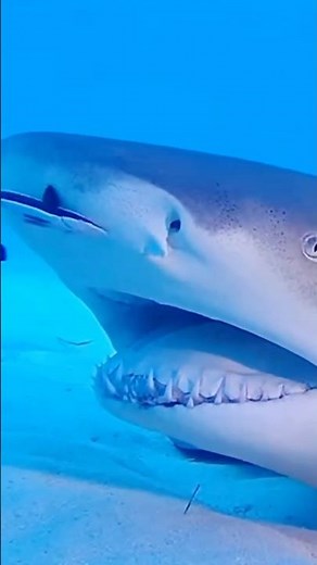 Cleaner Fish — The Tiny Fish Sharks Refuse to Eat