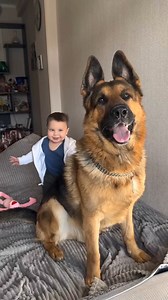 Friends forever 😜💕 . . 🎥 @samuel_and_germanshepherds . . #german_shepherd #dog #germanshepherd #bestdog #lovedogs #dogs #truelovedog #beautifuldog #smartdog #creazydog #doglife #deutschlanddog #lovedog #newdog #funnydogs #gsddaily #gsdpuppy #gsdnation #gsdoftheworld #germanshepherdsofinstagram #germanshepherdworld #gsdforlife #gsddogs #gsdloverss #gsdcommunity #germanshepherdpuppy #liketime #likesforlike #followme #followforfollowback | Germanshepherd owners addiction