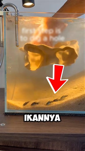 Kreatif Abis! Cowok Ini Bikin Gua Bawah Air Buat Ikannya Pakai Printer 3D 🐟🖨️