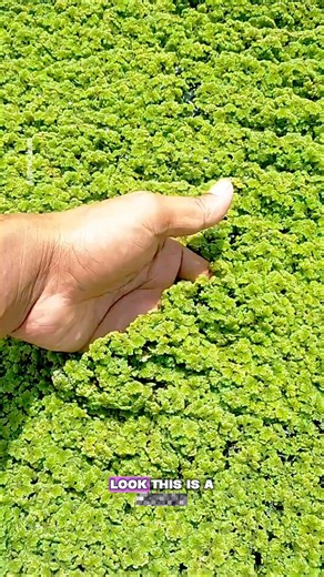 Asare Obed on Instagram: "Have you heard of the Azolla food?"