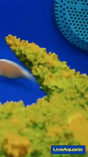 Sleeper Gold Head Goby Max Size: 6" Min Tank: 30 gallons Reef Safe https://bit.ly/3yoK5Sr #sleepergoby #marinefish #saltwaterfishtank #saltwaterfish #aquatic #nature #underwaterlife #liveaquaria | LiveAquaria.com | Facebook