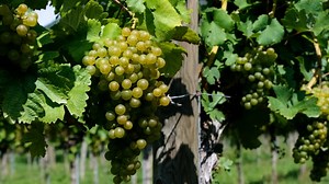 Free video - Grapes, Green, Fruit, Grapevine