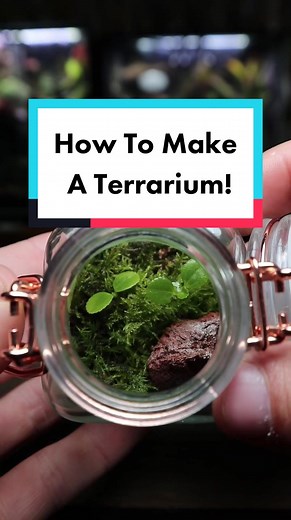 Who has made a terrarium before!?🌱 #terrariums #terrarium #terrariumideas #terrariumbuild #terrariumdesign #terrariummaking #terrariumtutorial