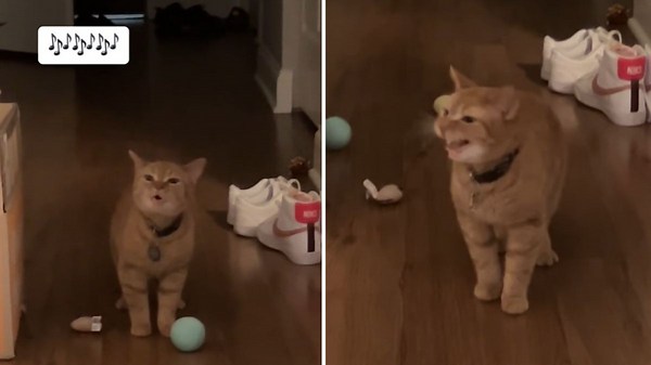 “I Go Meow” Kitty Singing: The Best Renditions Of The Internet’s Favorite Cat