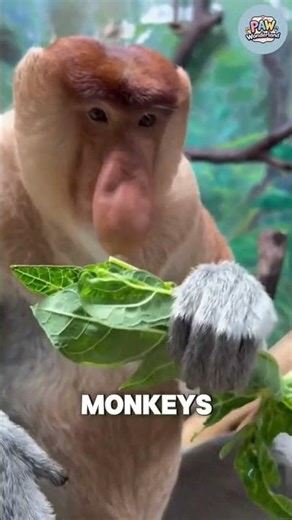 Proboscis Monkey: The Comedian of Borneo #shorts #animal