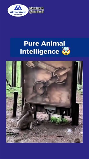A Perfect Example Of Animal Intelligence😱