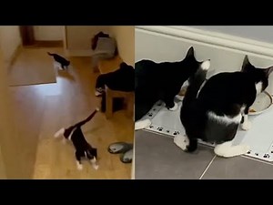 Kittens Stampede Through House For Food