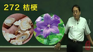 272 桔梗——倪师讲解
