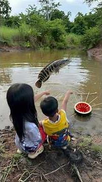 Bushcraft skills: Simple but Useful with watermelon fish trap1 #outdoors #fishing #camping #trapped