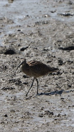 알락꼬리마도요(Far Eastern Curlew)