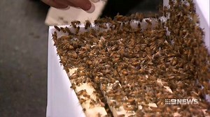 140K views · 247 reactions | The odd bee buzzing around the garden is...