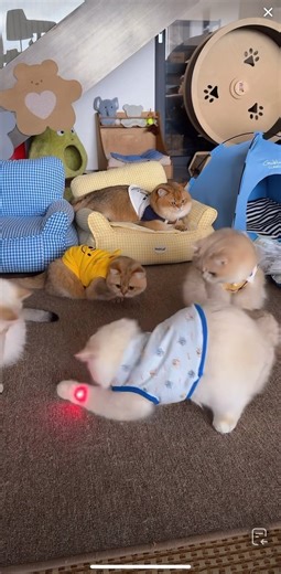 #cute #cat ❤️ #dance #funny #shorts