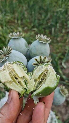 Opium poppy (Papaver somniferum) seeds are incredibly tiny, kidney-shaped objects.