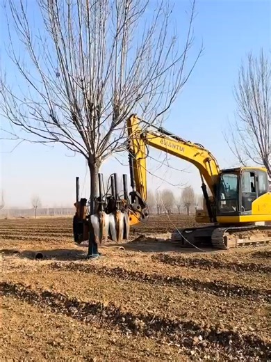 The safe way to transplant a tree without damaging its roots.