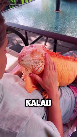 Ketemu Godzilla di Bathtub? Ternyata Iguana Jinak! 🦎🛁
