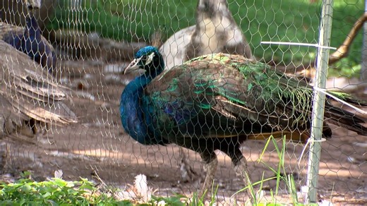 Florida Poly student publishes research showing peacock feathers emit laser light