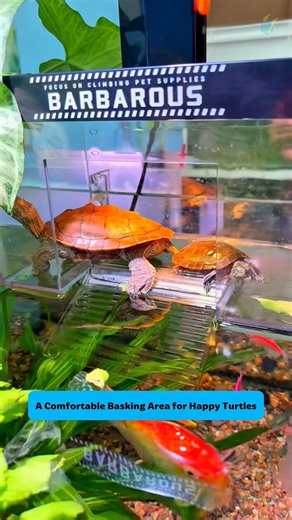 Comfortable Basking Spot | Turtle Dock with Light #aquarium #tools