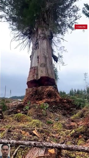 Massive Tree Felling! The Giant of the Forest 🌲💪✅