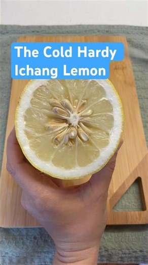 The Cold Hearty, Ichang Lemon — Taste Test! #lemonade #lemon #coldhardy