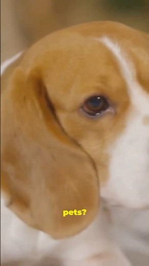 How did dogs became our pets?