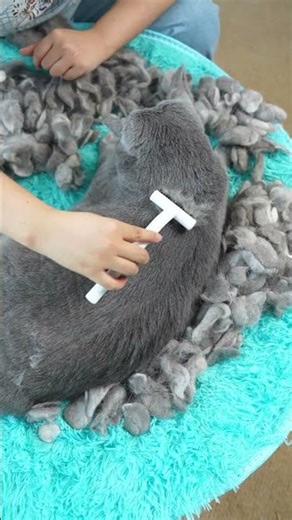 Cat Hair Everywhere? aumuca Undercoat Rake Saves the Day