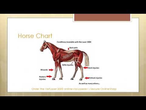 VetLaser 3000 - Veterinary Class 3B Laser
