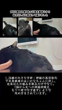 【その1】8回目鍼灸治療❤️‍🩹どんな治療？効果は？料金は？💝下半身麻痺猫あいかなちゃん🐈‍⬛肥大型心筋症猫ごまだんごくん#あいかな#ごまだんご#下半身麻痺猫#心臓疾患猫#鍼灸治療