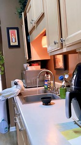 She enjoys bathing 😍🤍 . . . #birds #pets #fyp #parrots #cockatoo #cockatoolife #reelsfbシ | The Reels Parrot