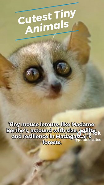 Discover the Enchanting Mouse Lemur: Nature's Tiny Primates