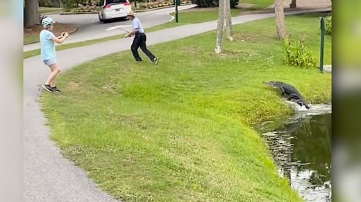 15K views · 15 reactions | An alligator sent a warning to a local fisherman to stay away from his pond. | USA TODAY Video | Facebook