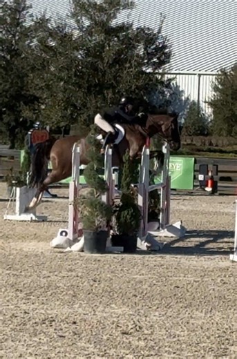 Neo jumps a super round in the 1.10s today with an unfortunate steering error #equestrian #neovanna #neo