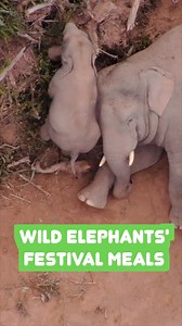 A herd of wild Asian elephants has been spotted enjoying meals during the Spring Festival at a "canteen" specially built for them in Jiangcheng County, China's Yunnan. #elephant #wild #China #Yunnan #animals | China Xinhua News