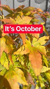 Your Bonsai Doesn’t Know It’s October