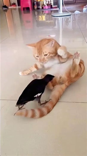 Bird Wants Beef with Cat 🐦🐱😂