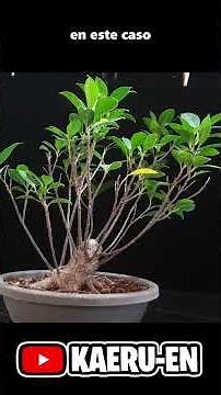 Moving growth back in bonsai