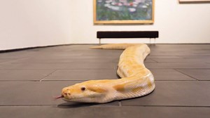 4.7K views · 50 reactions | Our animal friends from the San Antonio Zoo recently took a trip to explore modern art at the McNay Art Museum. Follow along on their adventure! | Visit San Antonio | Facebook