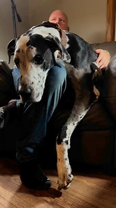 All dogs are lapdogs. #LapDog #GreatDane #snugglepuppy | Larry_the_great_dane