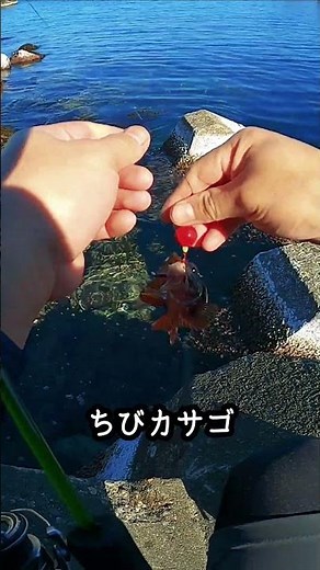 とんでもなく魚影の濃い海で穴釣りをすると #穴釣り #釣り #fishing