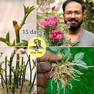 How to grow Rose from cuttings in 15 days at home | DIY Gardening : Today I am going to show you how to grow roses from stem cuttings. This rose propagation method is really easy so, it is best rose growing guide for beginners. Growing rose plant from cuttings is really easy. Rose plant blooms all over year it proper care is taken. If you love gardening, plants , plant care , you are at correct place. #roses #gardening #plants #plantcare | Bonsai Tricks And a Lot More Official