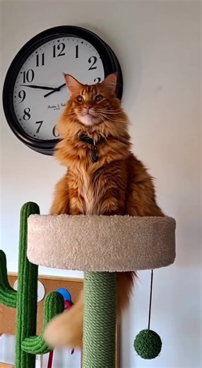 Hawk's Adorable Maine Coon Moments