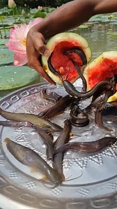 315K views · 789 reactions | Amazing Fishing Trap Watermelon Best Fish Catching Techniques. #fish #trap #best #video | Fisherman Animal Lover-Original | Facebook