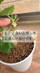 【多年草】葉を全て切った (買ってから1年後の) ゼラニウム 再生してきた姿 と挿し木にした場所 です🤗