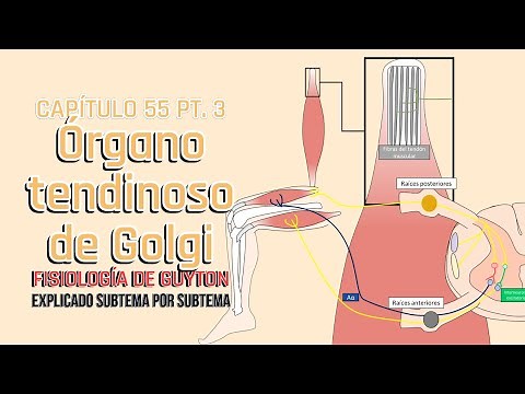 CHAPTER 55 3/5: The Golgi Tendon Organ | Guyton's Physiology