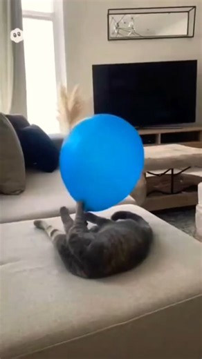 I can't stop laughing at this cat #catsoftiktok #funny