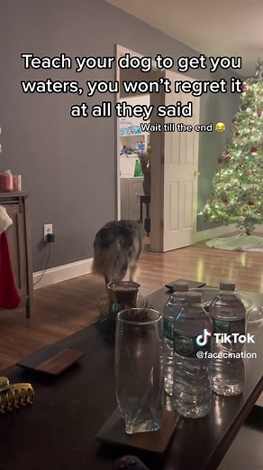 Australian Shepherd Tricks - Bringing Water to Owner