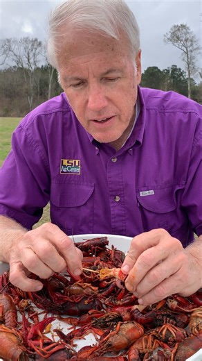1.3M views · 10K reactions | What's the yellow stuff inside a crawfish? Mark Shirley, LSU AgCenter crawfish specialist, has the answer! #Crawfish #Louisiana #Reels | LSU AgCenter | Facebook