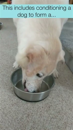 Dog Training Myth #4